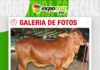 📷Galería de fotos | Sindi Shofar se prepara para su remate