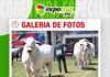 📷Galería de fotos | Último de día juzgamiento de las razas Nelore y Nelore Mocho