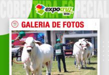 📷Galería de fotos | Último de día juzgamiento de las razas Nelore y Nelore Mocho