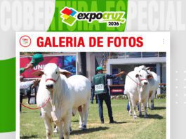 📷Galería de fotos | Último de día juzgamiento de las razas Nelore y Nelore Mocho