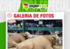 📷Galería de fotos | Una década criando Fleckvieh