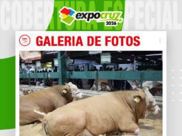 📷Galería de fotos | Una década criando Fleckvieh