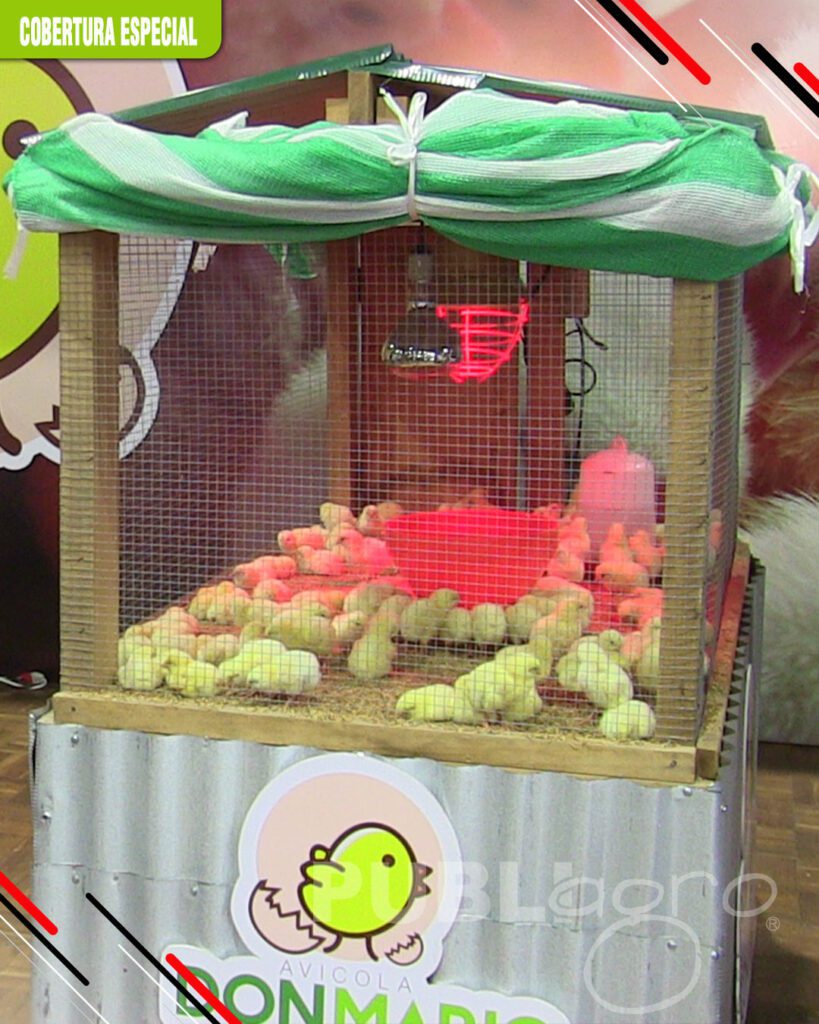 Avícola-Don-Mario-destaco-con-pollitos-BB8