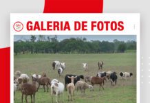 📷Galería de fotos | Campo de Vida cinco años en la producción de ovinos y caprinos
