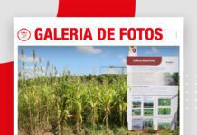 📷Galería de fotos | Calicata para comprender las bondades de los cultivos de servicios