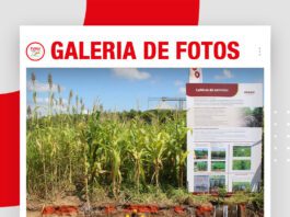 📷Galería de fotos | Calicata para comprender las bondades de los cultivos de servicios