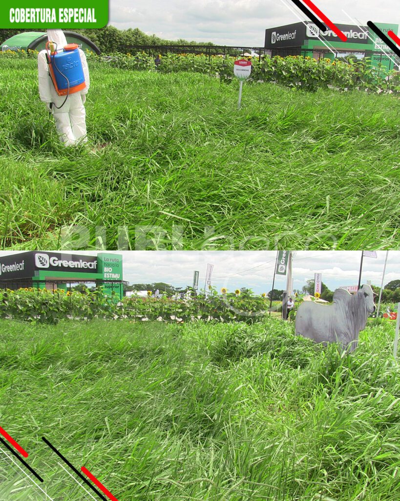 Consorcio-de-cultivos-y-pasturas1