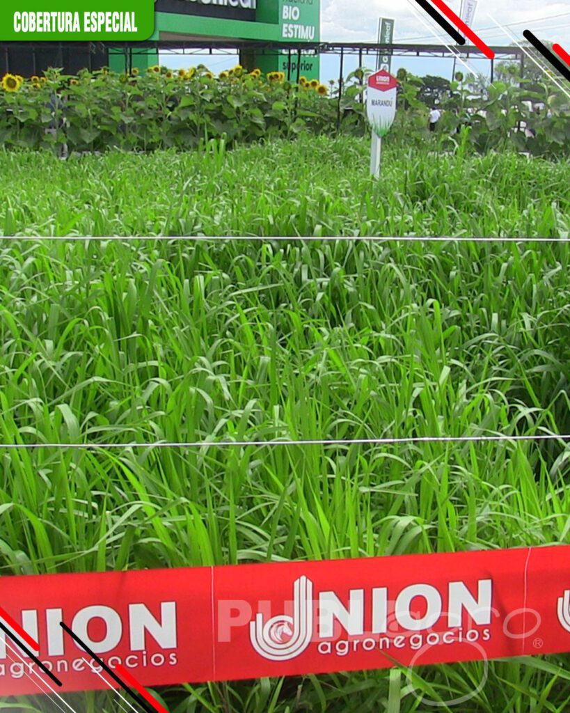 Consorcio-de-cultivos-y-pasturas3