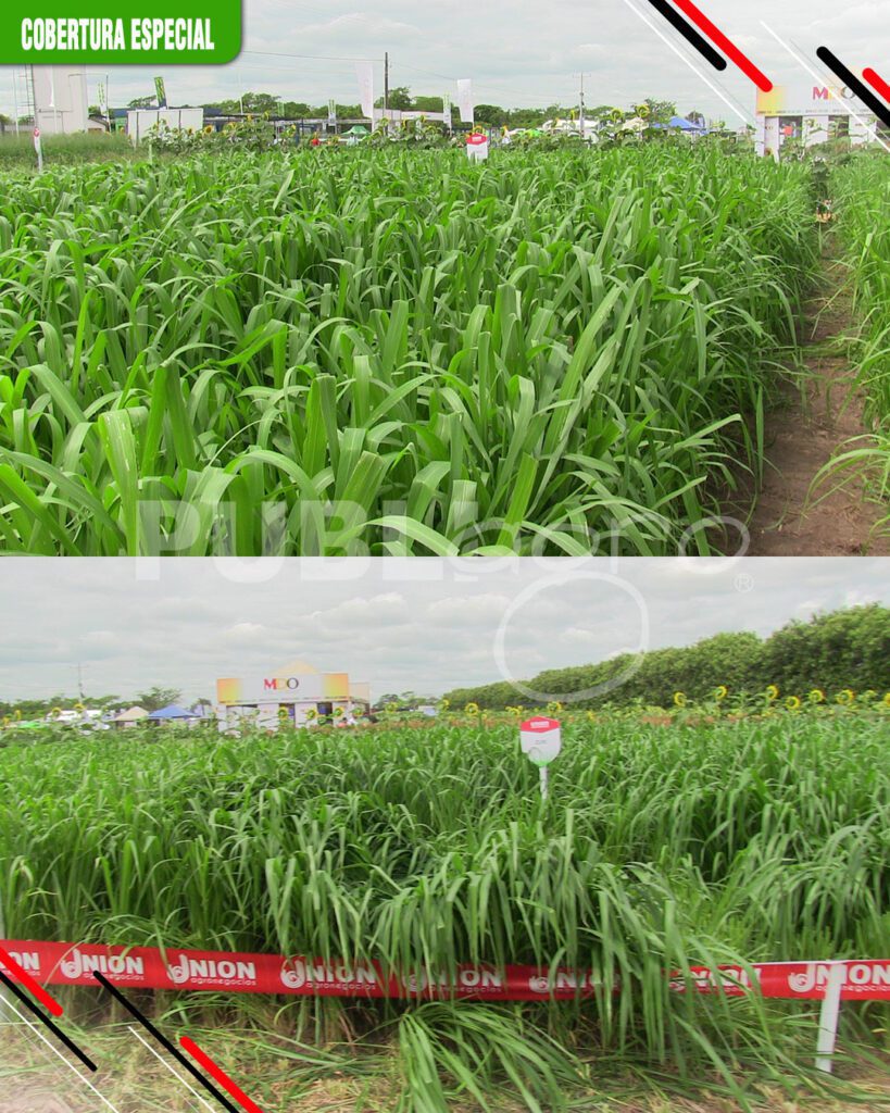 Consorcio-de-cultivos-y-pasturas5