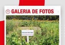 📷Galería de fotos | Cultivos de servicios para suelos sustentables