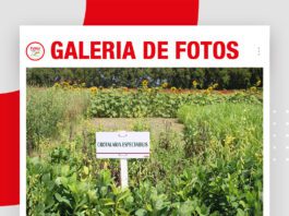 📷Galería de fotos | Cultivos de servicios para suelos sustentables