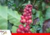 El café boliviano escribe una nueva historia entre los Yungas y Santa Cruz Cafe de exportación orgánico producido en el Salao - El Torno/ Foto: Publiagro