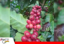 El café boliviano escribe una nueva historia entre los Yungas y Santa Cruz Cafe de exportación orgánico producido en el Salao - El Torno/ Foto: Publiagro