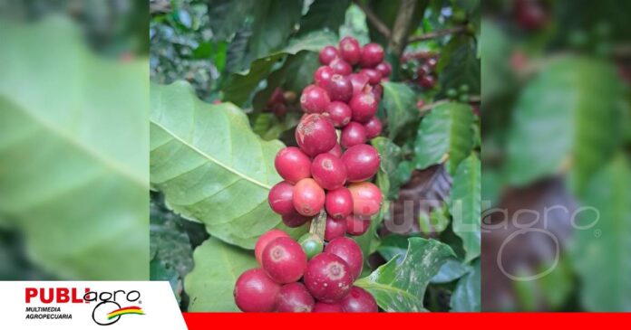 Cafe de exportación orgánico producido en el Salao - El Torno/ Foto: Publiagro