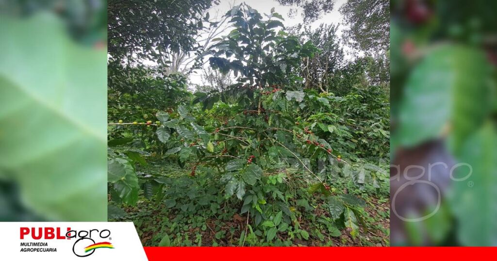 Santa Cruz amplía sus cultivos y el café orgánico/ Foto: Publiagro