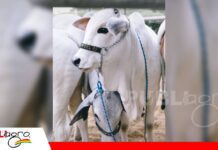 Genética productiva y rentable, la visión de Cabaña Mucarzel para la ganadería boliviana Mucarzel destaca la genética productiva/ Foto: Cabaña Mucarzel