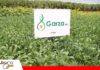 Garza, la nueva variedad de soya de Anapo Anapo prepara la llegada de la soya Garza a los agricultores/ Foto: Publiagro