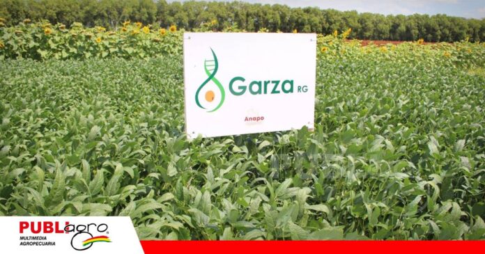 FOTO NOTAS WEB - 2026-10-03T081305.823 Anapo prepara la llegada de la soya Garza a los agricultores/ Foto: Publiagro