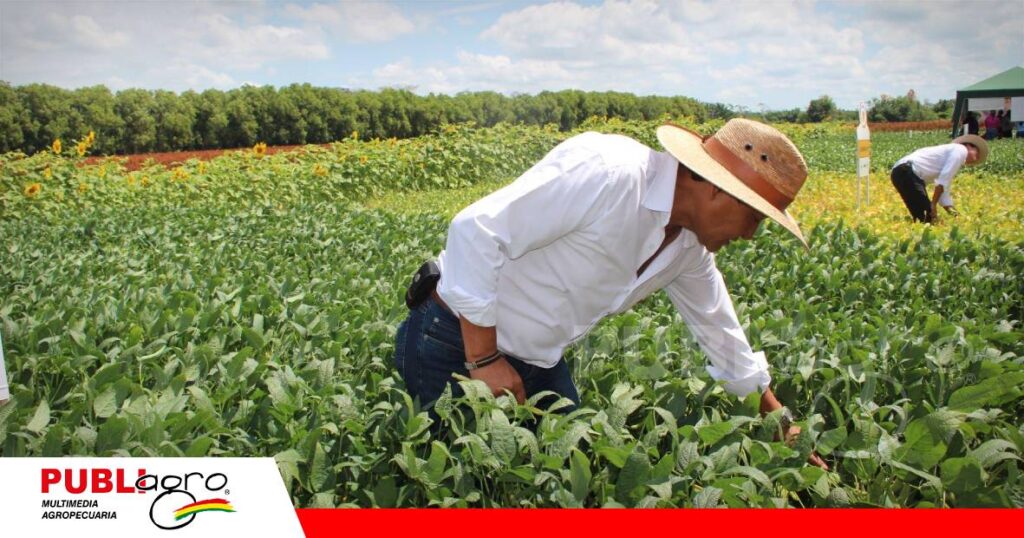 FOTO NOTAS WEB - 2026-10-03T081330.902 Una nueva variedad desarrollada por ANAPO/ Foto: Publiagro