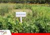 Cultivos de servicio: una alternativa para recuperar suelos y sostener los rendimientos Cultivos de servicio para devolver materia orgánica al suelo/ Foto: Publiagro