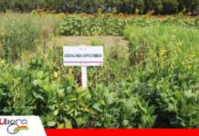 Cultivos de servicio: una alternativa para recuperar suelos y sostener los rendimientos Cultivos de servicio para devolver materia orgánica al suelo/ Foto: Publiagro