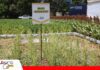 Agro Vidas 2026 prepara nuevos lanzamientos de semillas y asesoramiento técnico Nuevos lanzamientos de semillas en Agro Vidas/ Foto: Publiagro