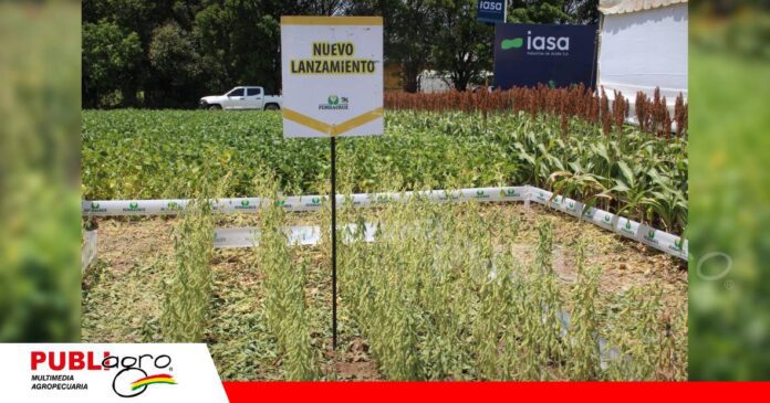 Nuevos lanzamientos de semillas en Agro Vidas/ Foto: Publiagro