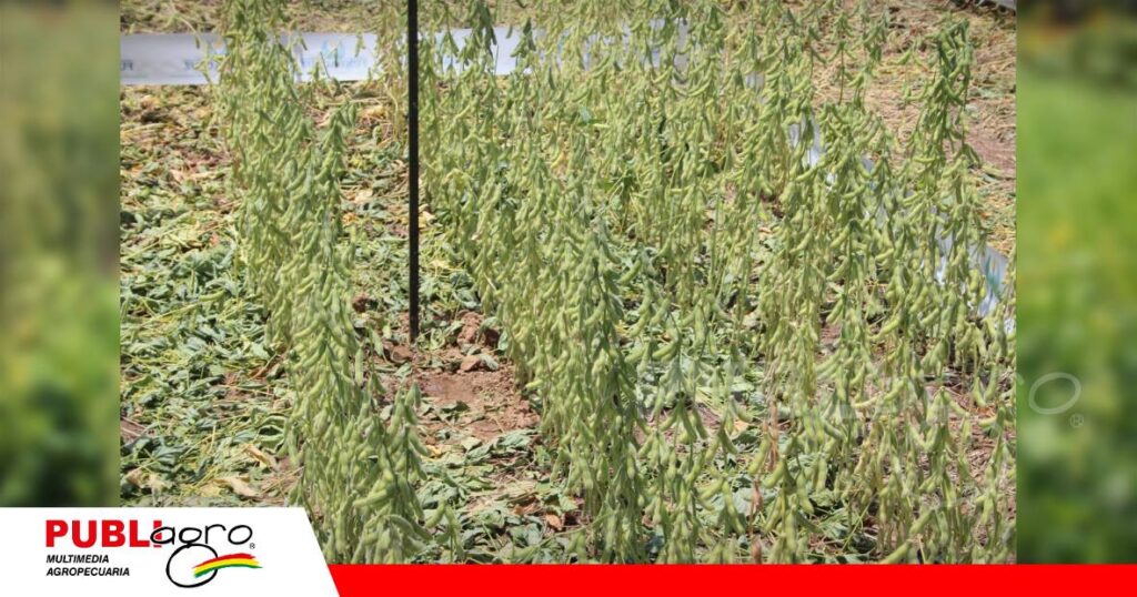 Sobresalen por su adaptación y tolerancia al estrés hídrico/ Foto: Publiagro