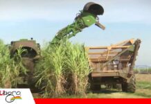 Lluvias mantienen paralizada la zafra y elevan los costos de producción La zafra cañera se retrasa/ Foto: Internet