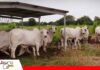 Tecnología y prevención marcan el futuro de la sanidad animal La sanidad animal se proyecta como un factor estratégico para el futuro productivo/ Foto: Internet