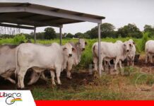 Tecnología y prevención marcan el futuro de la sanidad animal La sanidad animal se proyecta como un factor estratégico para el futuro productivo/ Foto: Internet
