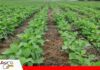 ANAPO proyecta 1,5 millones de hectáreas de soya para verano y pide facilitar el acceso al diésel ANAPO pide medidas para sostener la siembra de verano/ Foto: Anapo