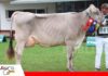 Genética y adaptación al calor marcan el futuro de la producción lechera en el trópico El juez de Pardo Suizo y Holando valoró los ejemplares/ Foto: Publiagro