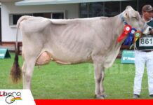Genética y adaptación al calor marcan el futuro de la producción lechera en el trópico El juez de Pardo Suizo y Holando valoró los ejemplares/ Foto: Publiagro