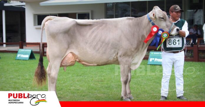 El juez de Pardo Suizo y Holando valoró los ejemplares/ Foto: Publiagro