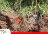 Raíces y microorganismos cumplen un papel central en la recuperación de los suelos agrícolas Estas especies favorecen la infiltración de agua/ Fuente: Publiagro
