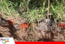 Raíces y microorganismos cumplen un papel central en la recuperación de los suelos agrícolas Estas especies favorecen la infiltración de agua/ Fuente: Publiagro