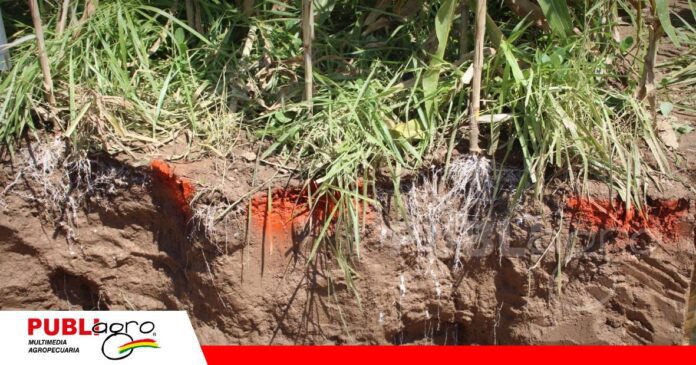Estas especies favorecen la infiltración de agua/ Fuente: Publiagro