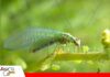 La crisopa, un depredador biológico que ayuda a controlar plagas en los cultivos La crisopa se consolida como un aliado natural para el control de plagas/ Foto: Internet