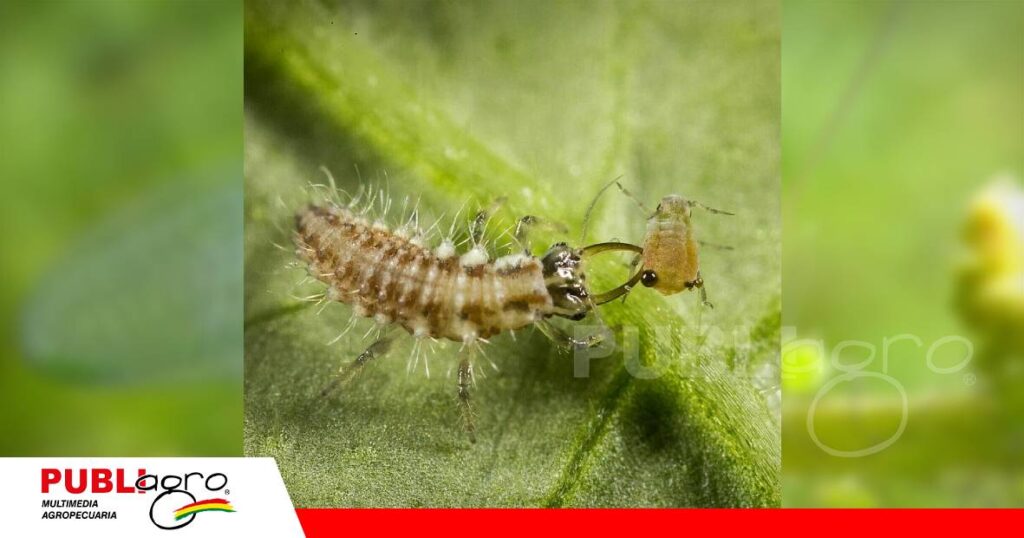 La etapa larval convierte a la crisopa en una eficiente cazadora de plagas/ Foto: Internet