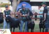 Cabañas ovinas muestran el avance de la genética Dorper y Santa Inés La genética ovina gana protagonismo/ Foto: Publiagro