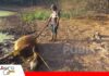 Productores de Atirimbia reportan más de 60 muertes de ganado por falta de agua y alimento La sequía golpea a Atirimbia con más de 60 cabezas de ganado muertas/ Foto: Internet