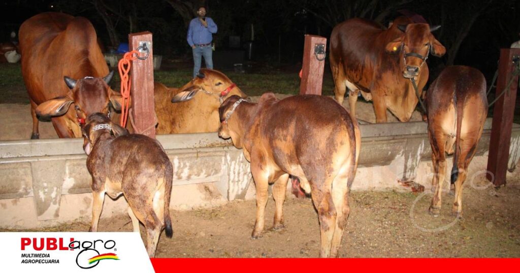 FOTO NOTAS WEB - 2026-10-07T091840.075 Sindi El Shofar lleva su genética Sindi de élite a su primer remate virtual/ Foto: Publiagro