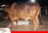 Sindi El Shofar presenta su genética de alta calidad en prelance previo a su primer remate Animales, embriones y preñeces de alta genética/ Foto: Publiagro