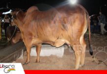 Sindi El Shofar presenta su genética de alta calidad en prelance previo a su primer remate Animales, embriones y preñeces de alta genética/ Foto: Publiagro