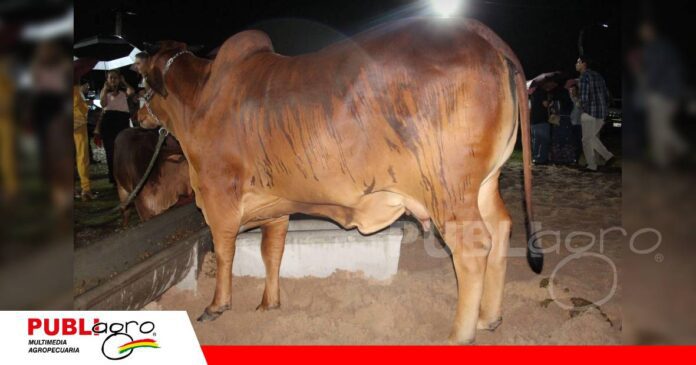 FOTO NOTAS WEB - 2026-10-07T092109.251 Animales, embriones y preñeces de alta genética/ Foto: Publiagro