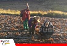 Gobierno refuerza el seguro del agro con Bs 14 millones para proteger la producción en la campaña 2025-2026 Terrenos de cultivo en el altiplano de Bolivia. Foto: INSA.