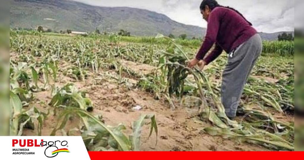 FOTO NOTAS WEB - 2026-10-07T180832.604 Muchos de los afectados son pequeños agricultores/ Foto: Internet