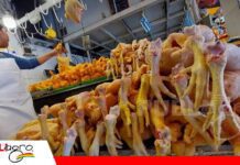Avicultores piden equilibrio en el precio del pollo para evitar menor producción y nuevas subidas Avicultores piden equilibrio en el precio del pollo/Foto: Internet