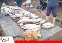 Carretera argentina bloquea la migración del sábalo hacia Bolivia Argentina bloquea la migración del sábalo hacia Bolivia